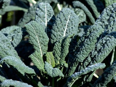 Cavolo nero Cavolo nero
