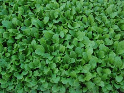 Cime di rapa Cime di rapa
