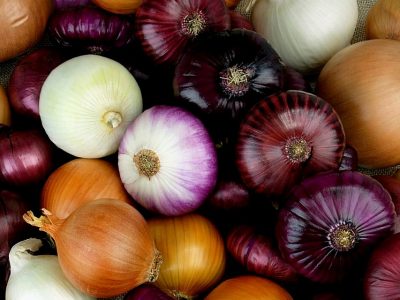 Cipolle fresche Cipolle fresche