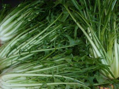 Puntarelle Puntarelle