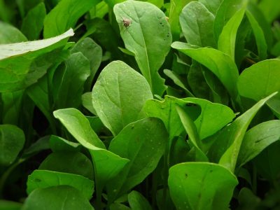 Rucola Rucola
